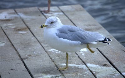 Grey & White Seagull