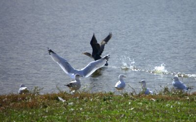 Cormorant & Seagulls
