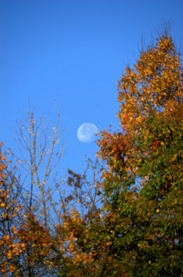 Fall Moonset