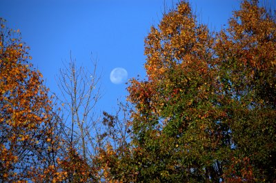Fall Moonset