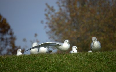 Big Bird Stretch 1