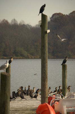 A Motley Crew