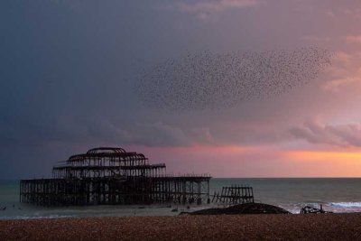 starlings over sad west pier