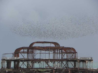 starlings over sad west pier