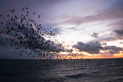starlings over sea at brighton