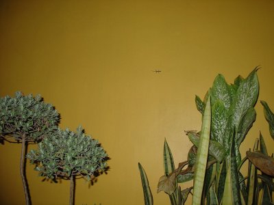 161.jpg