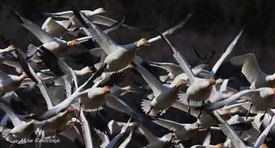 Attack Of The Killer Snow Geese