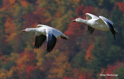 Race Against An Artist's Pallate - Greater Snow Geese