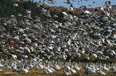 Tourmente Tornado - Greater Snow Geese On The Move