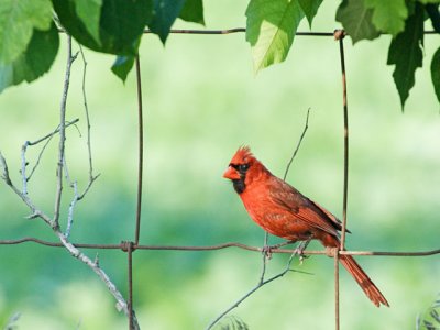 Fenced in Cardinal