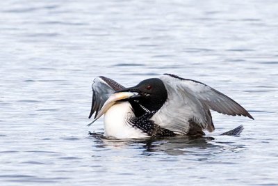 Common Loon with Bluegill