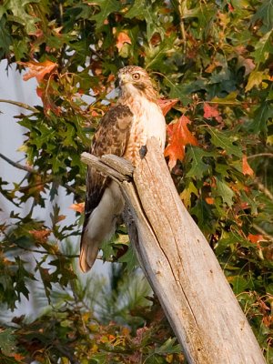 Autumn Hawk