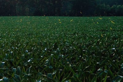 Fireflies in a Corn Field