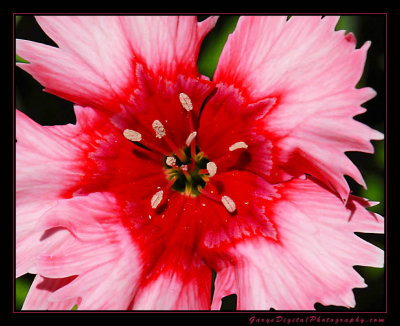 Strawberry Dianthus