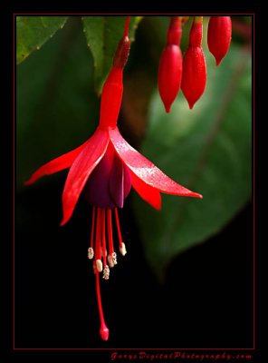 Fuchsia