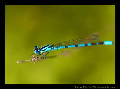 damsel_fly01_5049.jpg