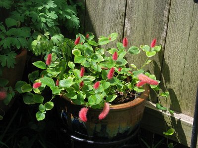 Acalypha pendula (Chenille Plant, Fire Tails)