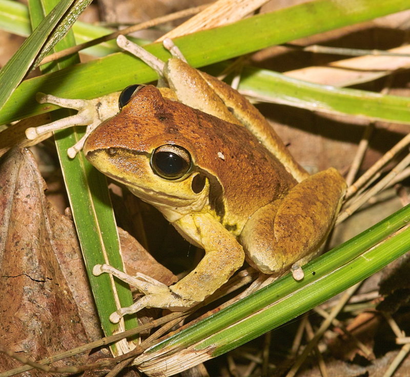 Wilcoxs Frog