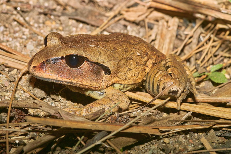 Great Barred Frog
