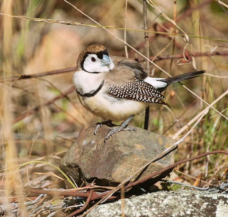 Double Barred Finch