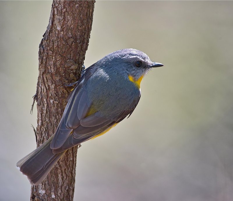 Eastern Yellow Robin