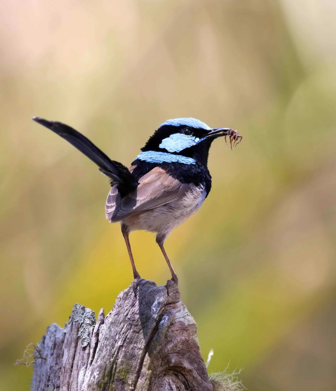 Superb Fairy Wren with Spider