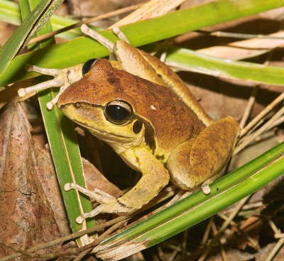 Wilcox's Frog