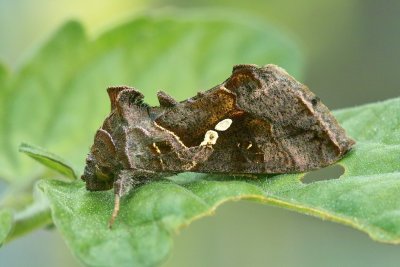 Camouflaged Moth