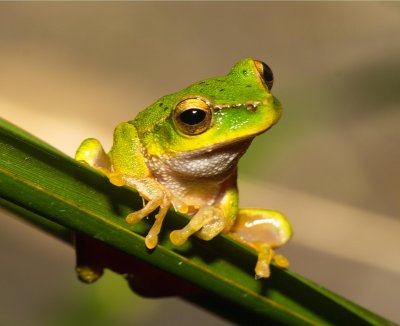 Green Stream Frog