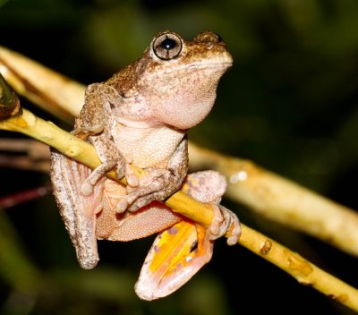 Peron's Tree Frog