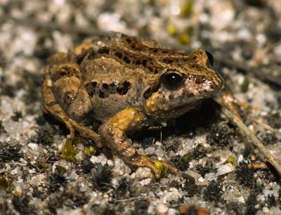 Toadlet? Common Froglet