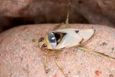 Upside-down Backswimmer (family Notonectidae)