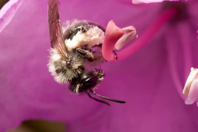 Acrobatic honey bee (family Apidae)