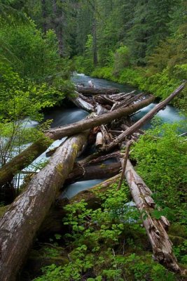 Upper McKenzie River logjam