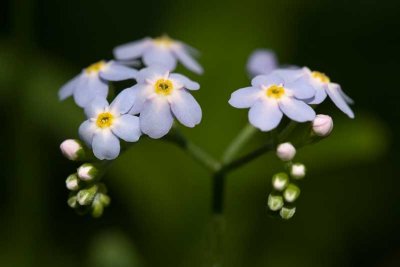 Shallow water-loving Marsh Forget-Me-Not