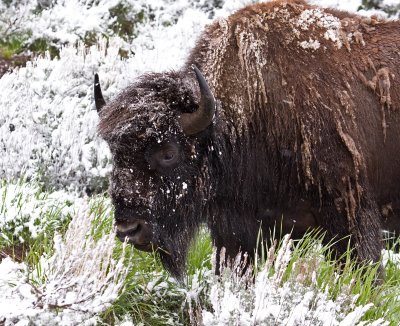 Bison in Snow