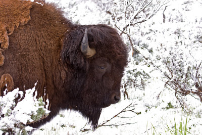 Bison
