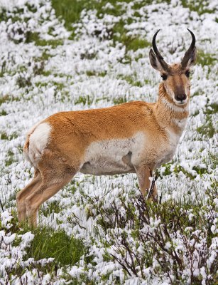 Pronghorn