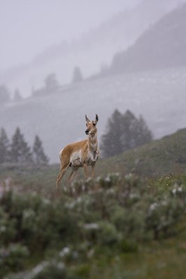 Pronghorn