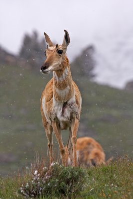 Pronghorn
