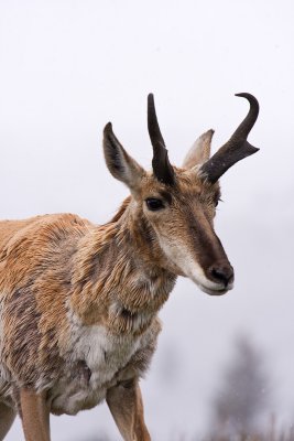 Pronghorn