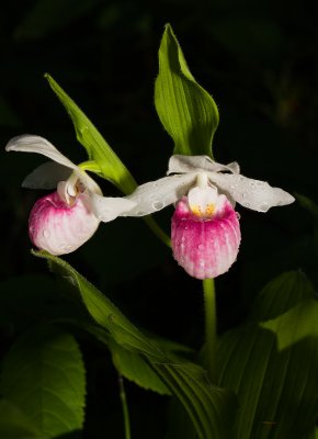 Showy Ladyslippers