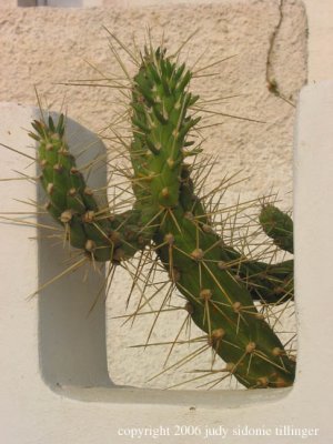 leaning cactus