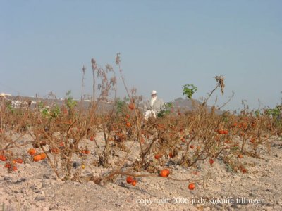 scarecrows