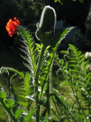 Contrejour en rouge