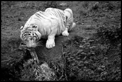 Le tigre blanc.
