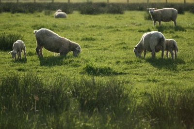 Moutons au pr