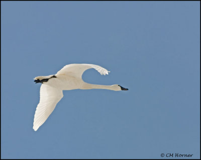 0658 Tundra Swan.jpg