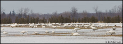 0673 Tundra Swans.jpg