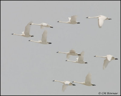 0677 Tundra Swans.jpg